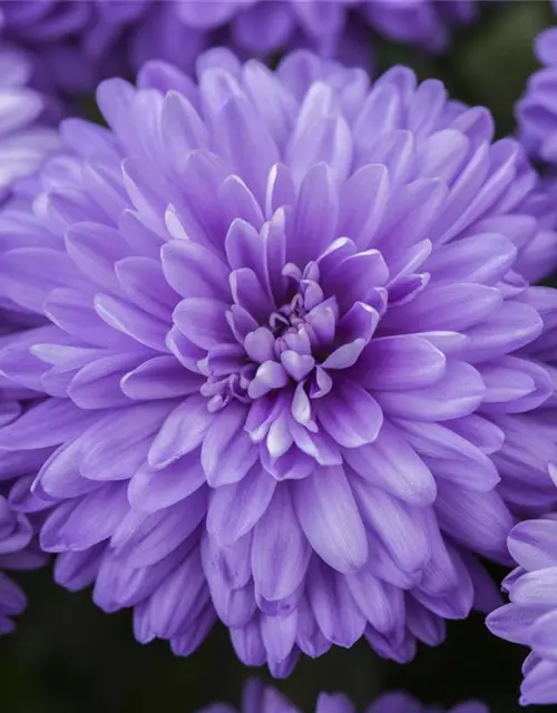 Aster novi-belgii, blau