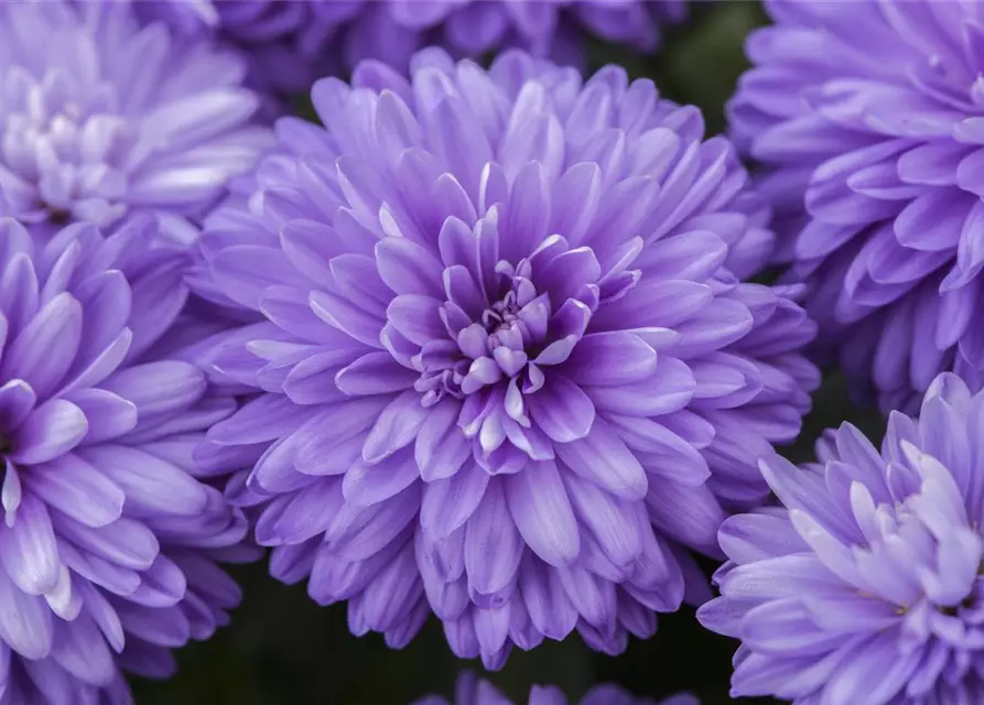 Aster novi-belgii, blau