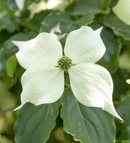 Cornus kousa 'Venus'®