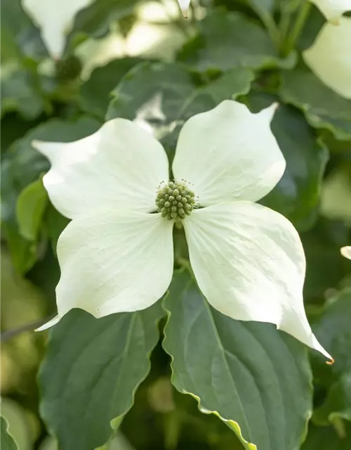 Cornus kousa 'Venus'®