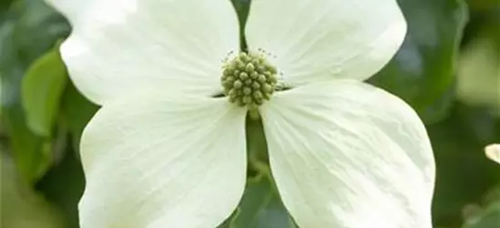 Cornus kousa 'Venus'®