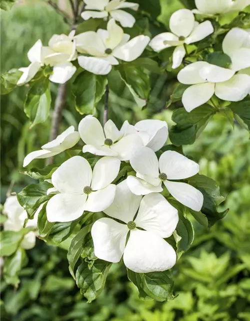 Cornus kousa 'Venus'®