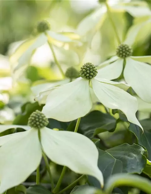 Cornus kousa 'Venus'®