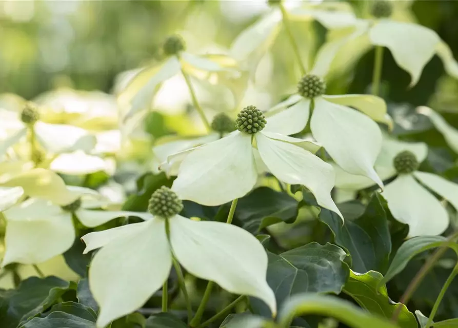 Cornus kousa 'Venus'®