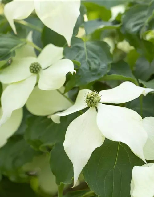 Cornus kousa 'Venus'®