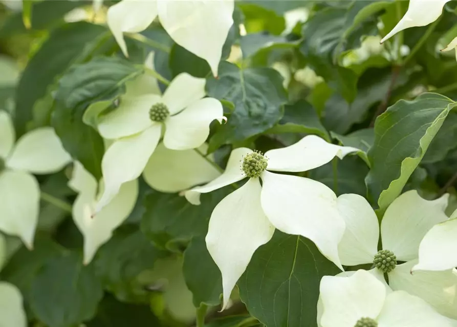 Cornus kousa 'Venus'®