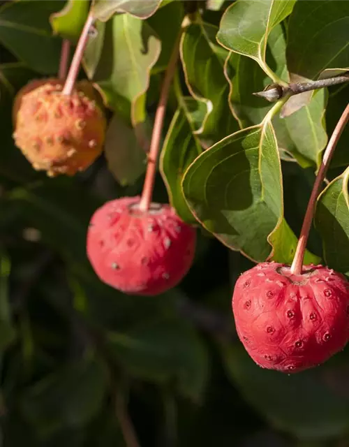 Cornus kousa 'Venus'®