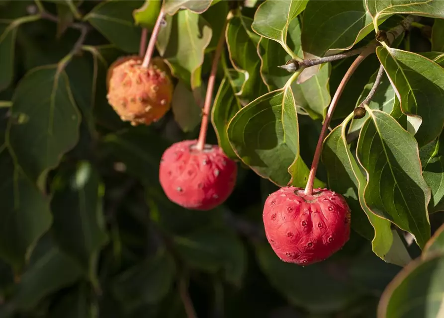 Cornus kousa 'Venus'®