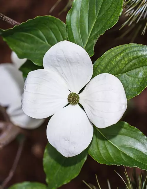 Cornus kousa 'Venus'®