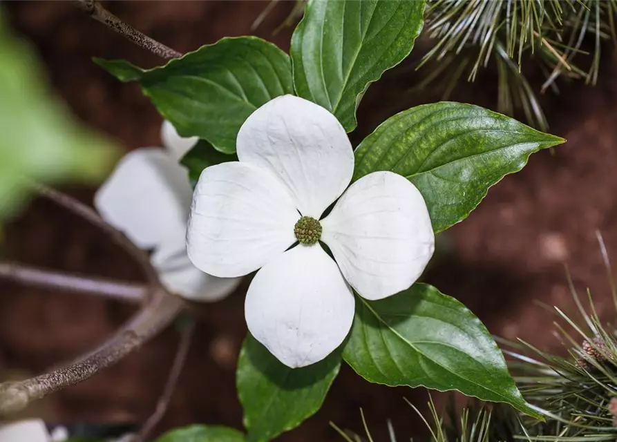 Cornus kousa 'Venus'®