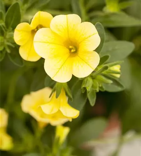 Calibrachoa 'Celebration'®