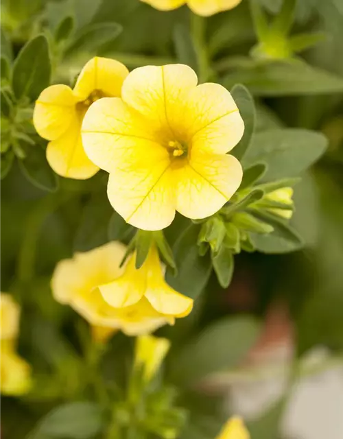 Calibrachoa 'Celebration'®