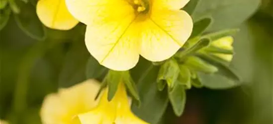 Calibrachoa 'Celebration'®