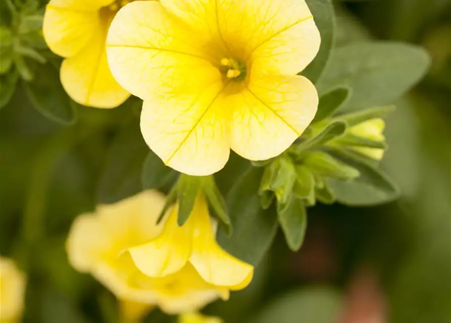 Calibrachoa 'Celebration'®