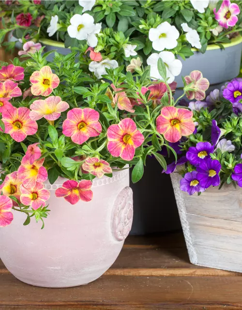 Calibrachoa 'Celebration'®