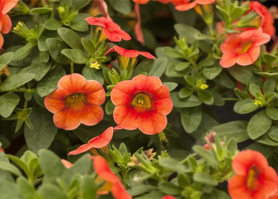 Calibrachoa 'Celebration'®