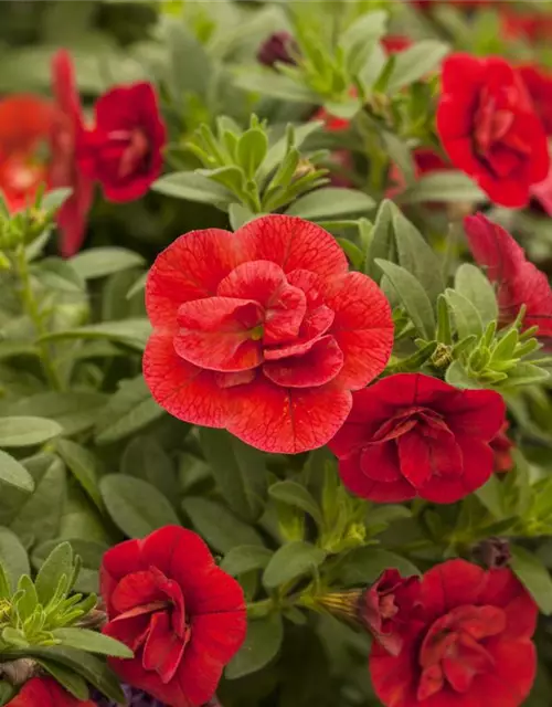 Calibrachoa 'Celebration'®