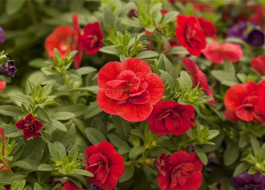 Calibrachoa 'Celebration'®