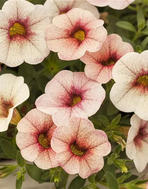 Calibrachoa 'Celebration'®