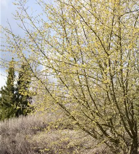 Cornus mas