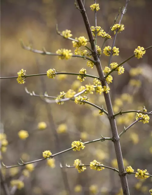 Cornus mas