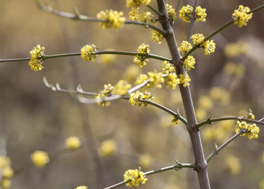 Cornus mas