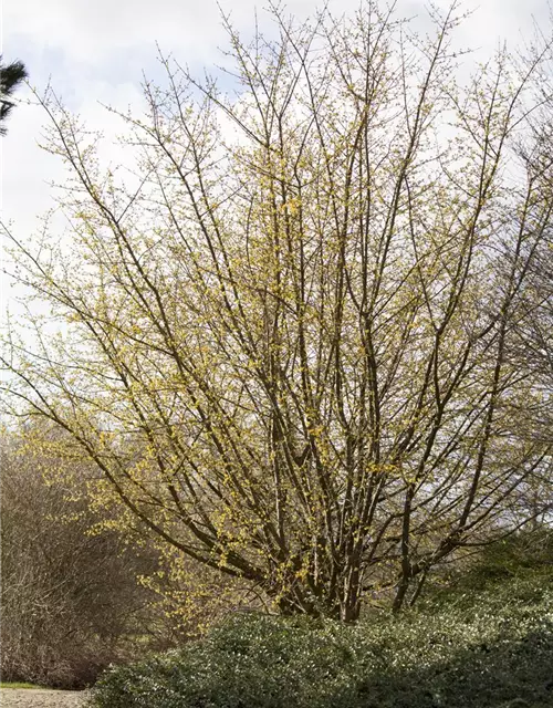 Cornus mas