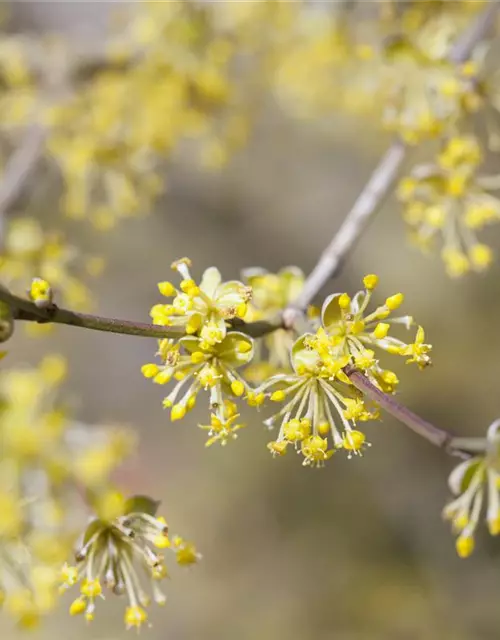 Cornus mas