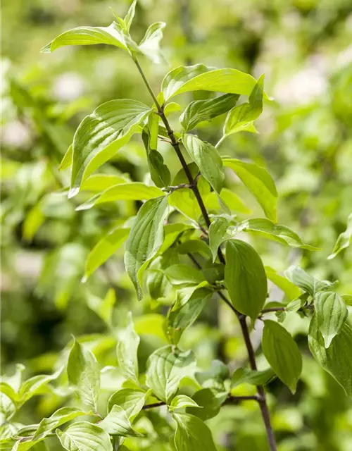 Cornus mas