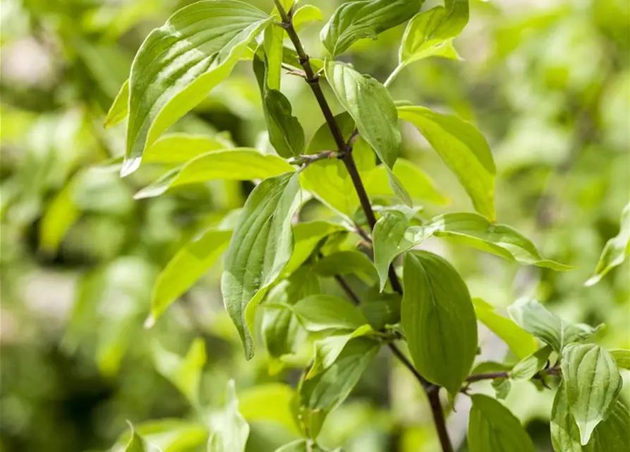 Cornus mas