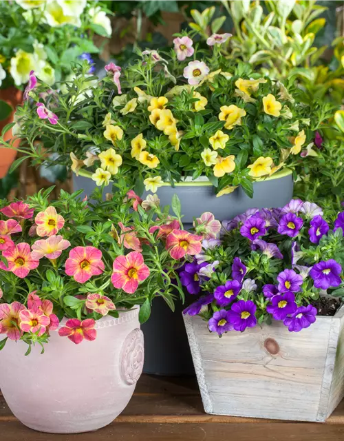 Calibrachoa 'Celebration® Karneval'