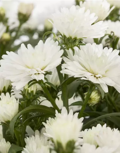 Aster novi-belgii, weiß