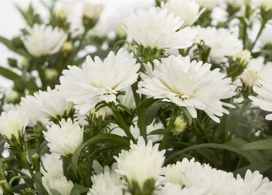 Aster novi-belgii, weiß