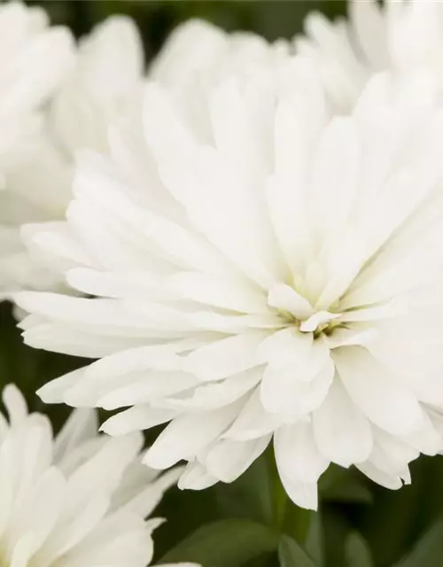 Aster novi-belgii, weiß