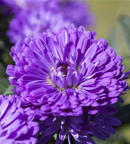 Aster 'Victoria'®