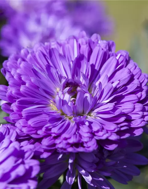 Aster 'Victoria'®