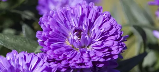 Aster 'Victoria'®