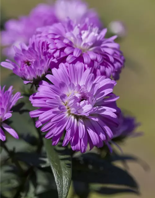 Glattblatt-Aster violett