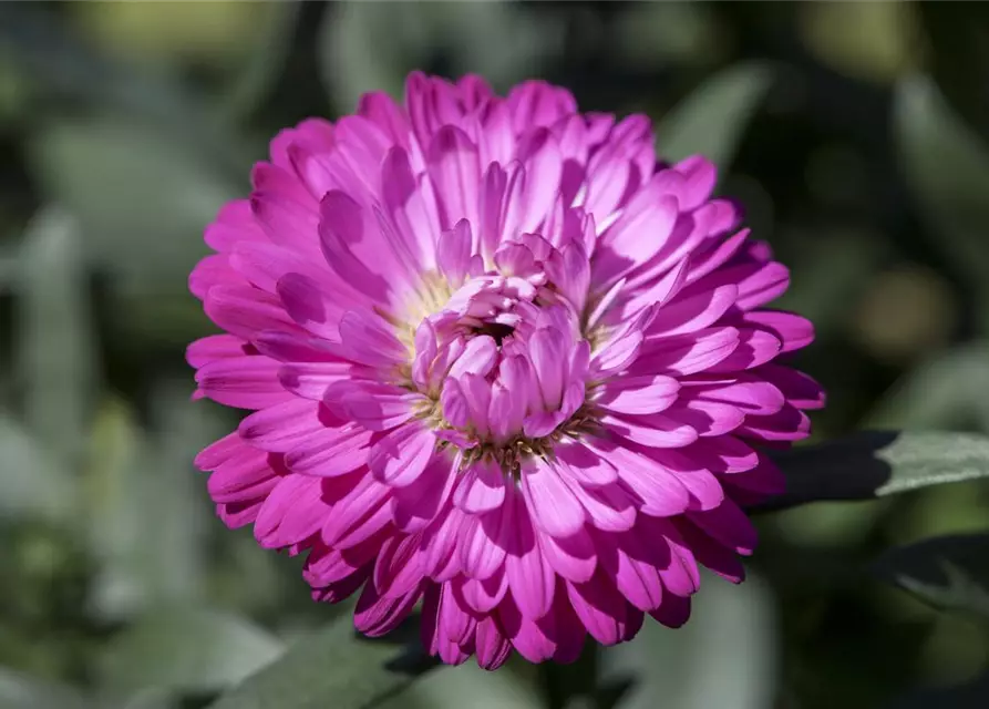 Aster 'Victoria'®