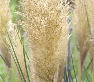 Cortaderia selloana