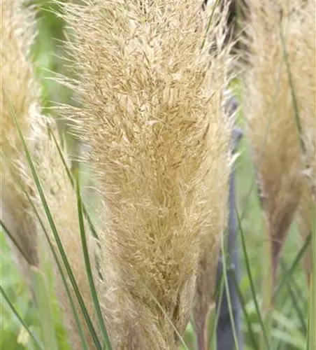 Cortaderia selloana