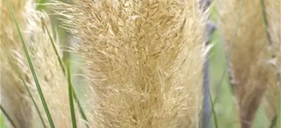 Cortaderia selloana