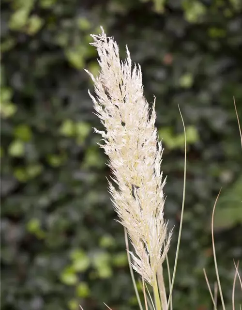 Cortaderia selloana