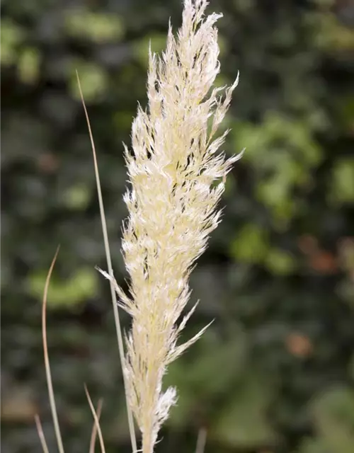 Cortaderia selloana