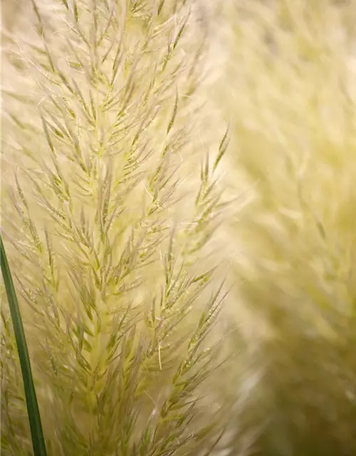 Cortaderia selloana