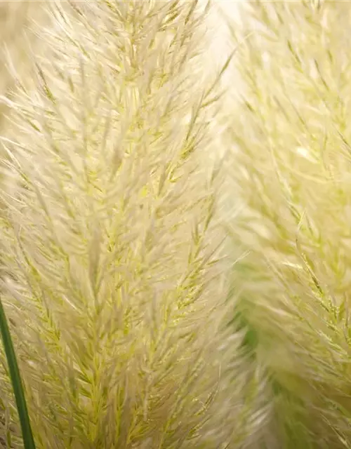 Cortaderia selloana