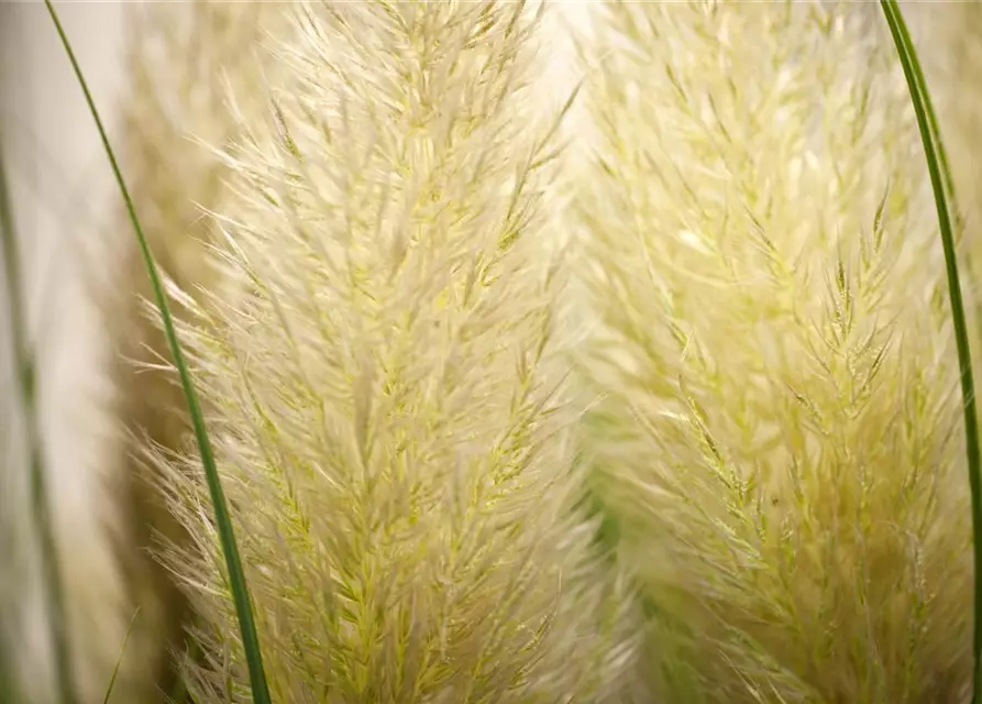 Cortaderia selloana