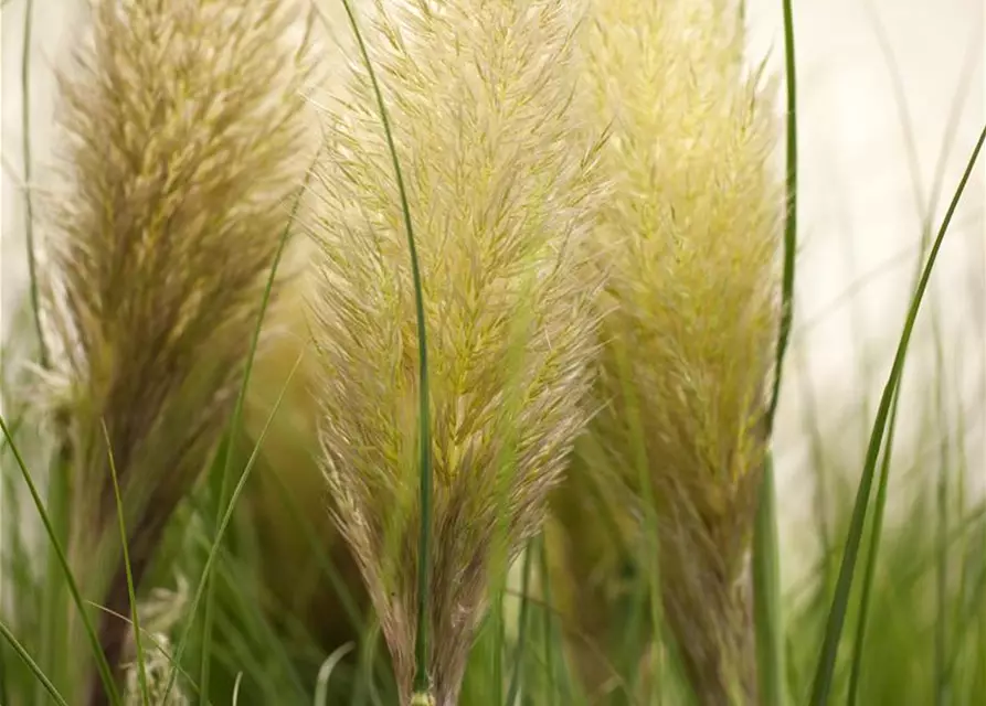 Cortaderia selloana