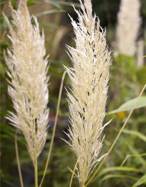 Cortaderia selloana