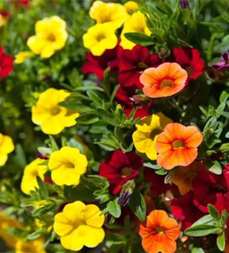 Calibrachoa